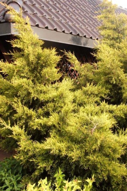 Ялівець жовтий Курівао Голд